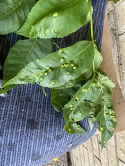 Phylloxera russellae