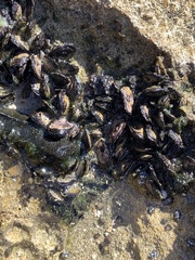 Brachidontes