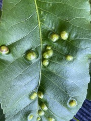 Phylloxera russellae