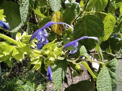 Salvia pichinchensis