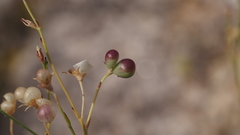 Menodora scabra glabrescens