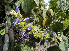 Salvia pichinchensis