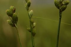 Carex longii