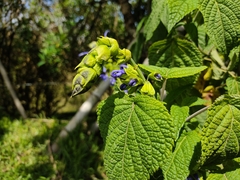 Salvia pichinchensis