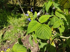 Salvia pichinchensis
