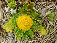 Senecio repens