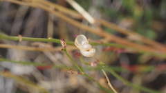 Menodora scabra glabrescens