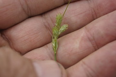 Carex longii