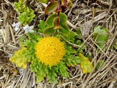 Senecio repens
