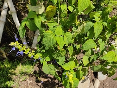 Salvia pichinchensis