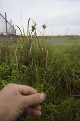 Carex longii