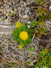 Senecio repens