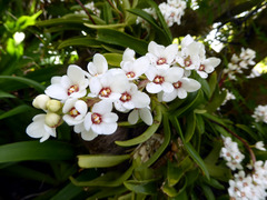 Sarcochilus hartmannii