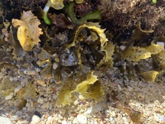 Sargassum aquifolium