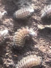Polyxenus lagurus