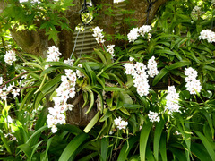 Sarcochilus hartmannii