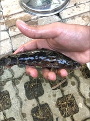 Oxyeleotris marmorata