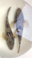 Oxyeleotris marmorata