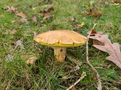 Butyriboletus taughannockensis