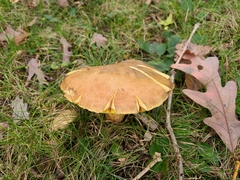 Butyriboletus taughannockensis