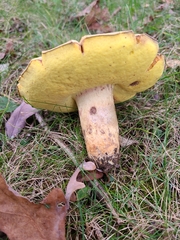 Butyriboletus taughannockensis