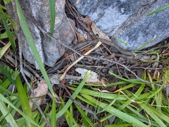 Gemascolex stirlingi