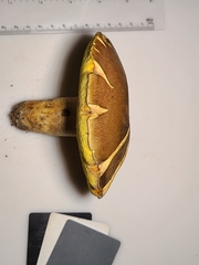 Butyriboletus taughannockensis