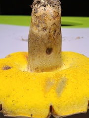 Butyriboletus taughannockensis