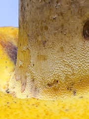 Butyriboletus taughannockensis