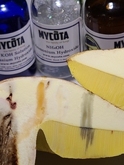 Butyriboletus taughannockensis