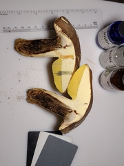 Butyriboletus taughannockensis