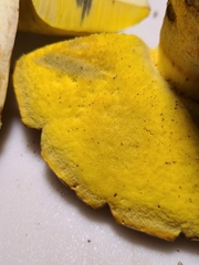 Butyriboletus taughannockensis