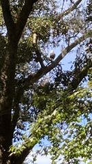 Haliaeetus leucocephalus leucocephalus