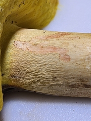 Butyriboletus taughannockensis