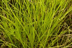 Carex longii