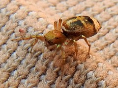 Cosmophasis thalassina