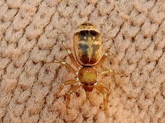 Cosmophasis thalassina