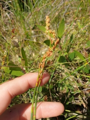 Eurychorda complanata