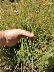 Eurychorda complanata