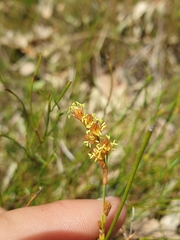 Eurychorda complanata