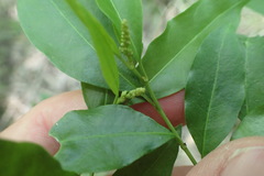 Ditrysinia fruticosa