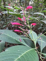 Ruellia cearensis