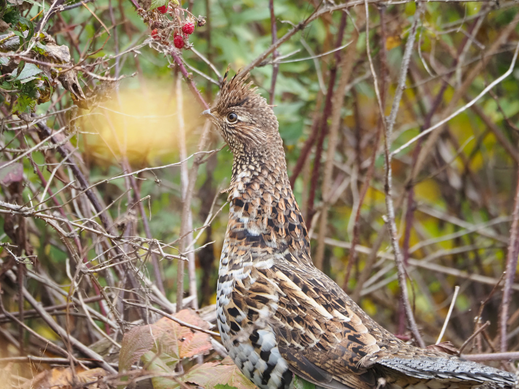 Ruffed Grouse from Pleasant Valley, NS, CA on October 23, 2021 at 11:30 ...