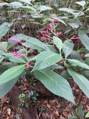 Ruellia cearensis