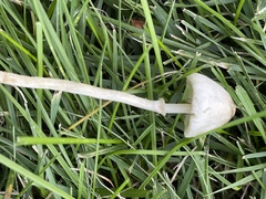Leucoagaricus coerulescens