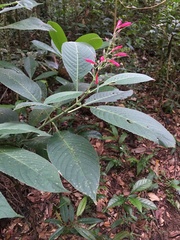Ruellia cearensis
