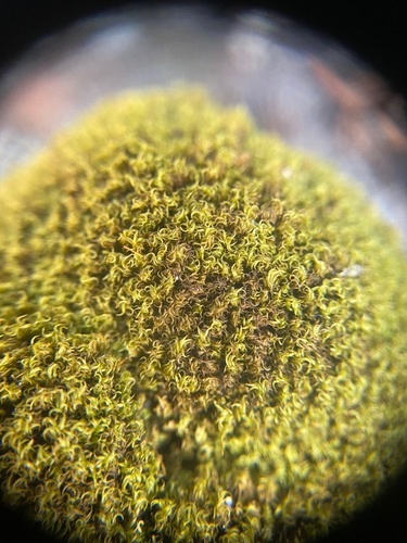 Dicranoweisia cirrata