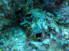 Polycarpa spongiabilis