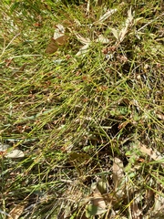 Sporadanthus interruptus