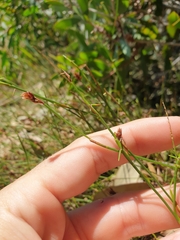 Sporadanthus interruptus